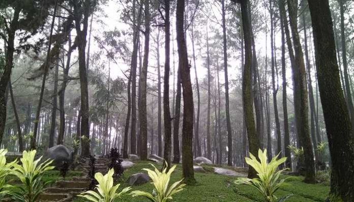 3 Hutan Pinus Bogor Mulai dari Camping, Outbound, hingga